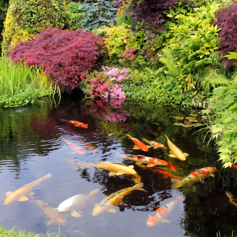 Japanese-Style-Garden-Pond-157913682-56a4a0ca3df78cf7728351b0 Japanese-Style-Garden-Pond-157913682-56a4a0ca3df78cf7728351b0